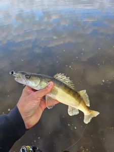 Zander