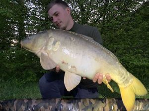 Mirror Carp