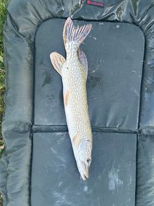 Northern Pike
