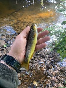 Brown Trout