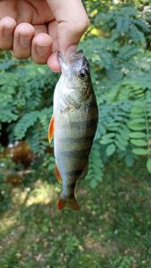 European Perch