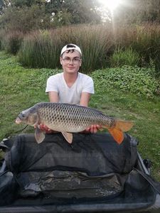 Common Carp