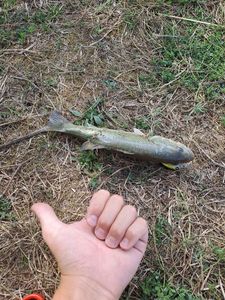 Largemouth Bass