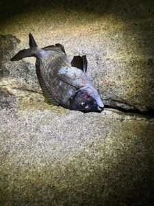 White Seabream