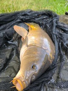 Mirror Carp