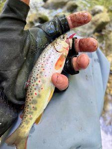 Brown Trout