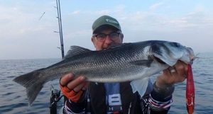 European Bass (Seabass)