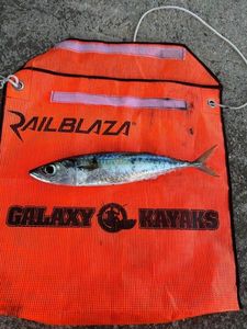 Chub Mackerel