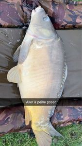 Mirror Carp