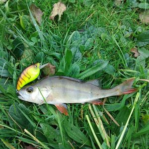 European Perch