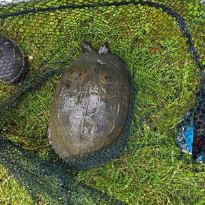Tortue