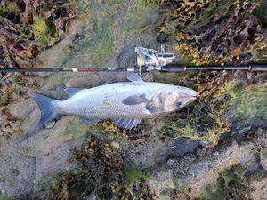 European Bass (Seabass)