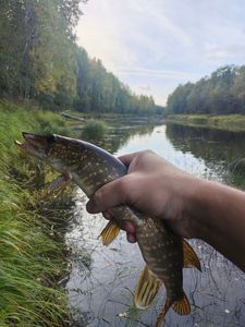 Northern Pike