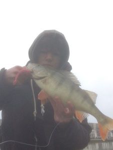European Perch