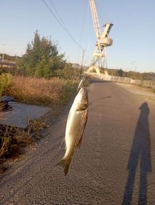 European Bass (Seabass)