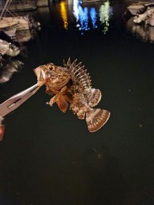 Brown Scorpionfish