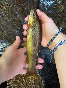 Brown Trout