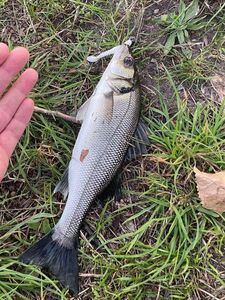 European Bass (Seabass)