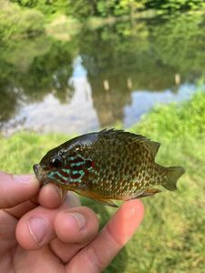 Green Sunfish