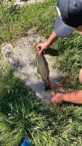Cutthroat Trout