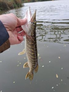 Northern Pike