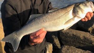 European Bass (Seabass)