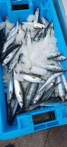 Mackerel