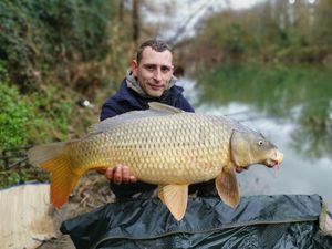 Common Carp