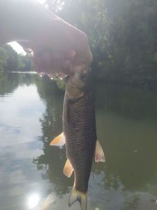 Chub
