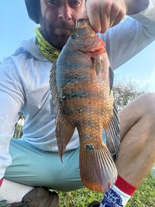Mayan Cichlid
