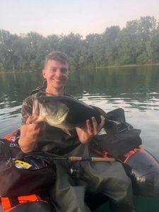 Largemouth Bass