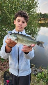 Largemouth Bass