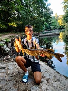Northern Pike