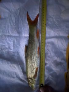 Barbel