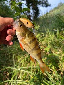 European Perch