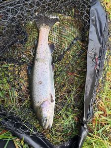 Rainbow Trout