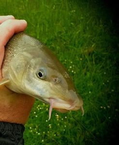 Barbel