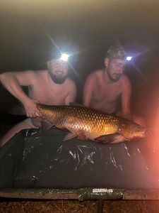 Grass Carp