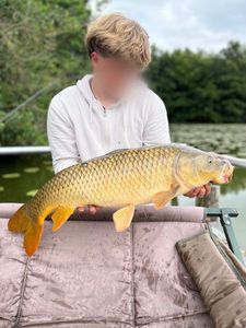 Common Carp