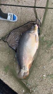 Common Carp