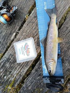 Brown Trout