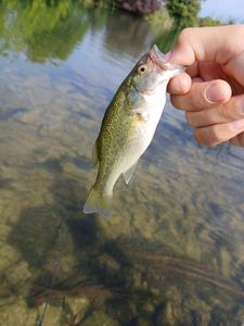 Largemouth Bass