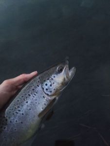 Brown Trout