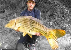 Common Carp