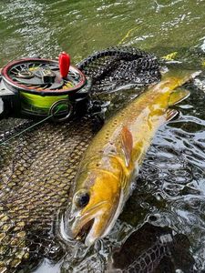 Brown Trout