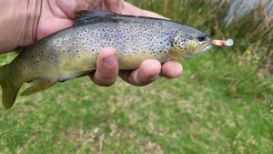Brown Trout