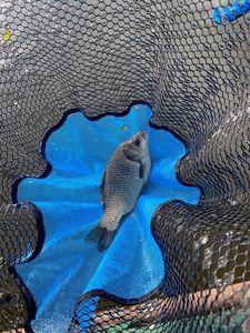Crucian Carp