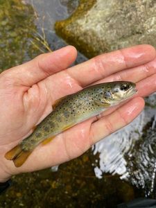 Brown Trout