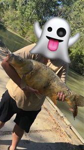 Mirror Carp