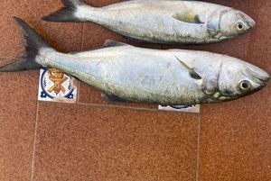 Bluefish